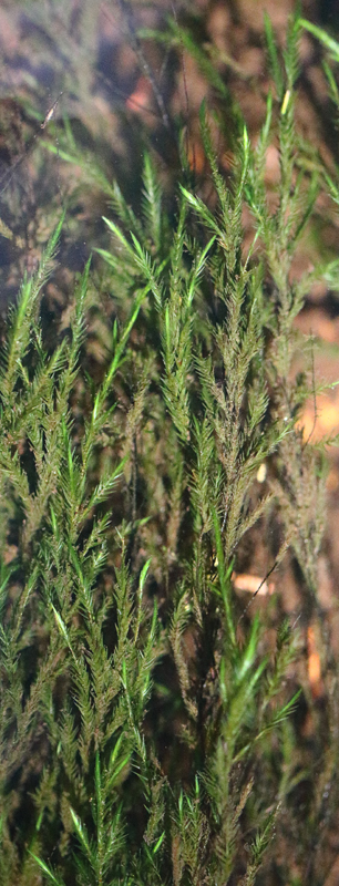 Fontinalis dalecarlica